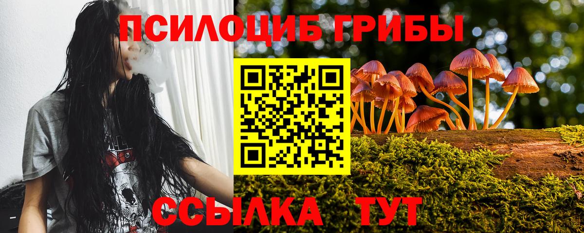 Галлюциногенные грибы Psilocybe Карасук